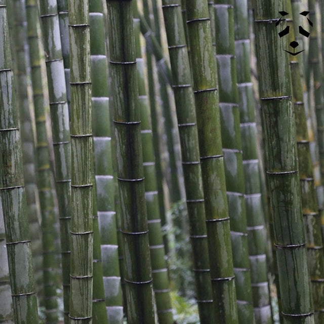 Graines de bambou géant Moso