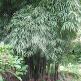 Pack découverte Graines de bambou
