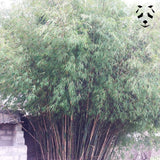 Fargesia fungosa, un bambou non traçant