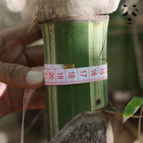 Graines de bambou Gigantochloa bicolor