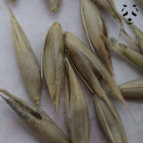 Graines de bambou Cephalostachyum pergracile 3