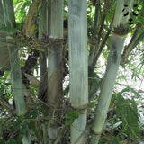 Graines de bambou Dendrocalamus peculiaris