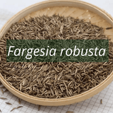 Les graines de bambou fargesia robusta germent rapidement