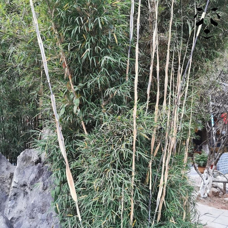 Graines de bambou non traçant Fargesia