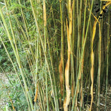 Graines de bambou Fargesia guizhou