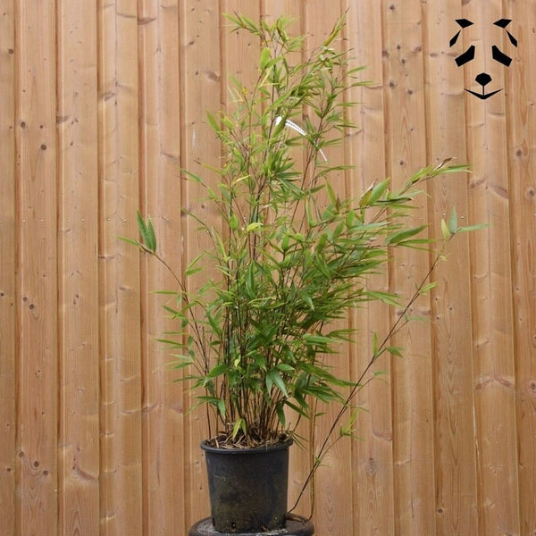 plant bambou phyllostachys nigra