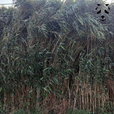Pseudosasa japonica | Bambou idéal pour un brise-vue